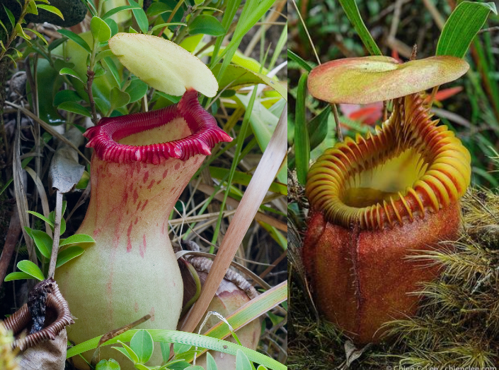 Nepenthes '''Miraville''' for Sale | Carnivorous Tropical Pitcher